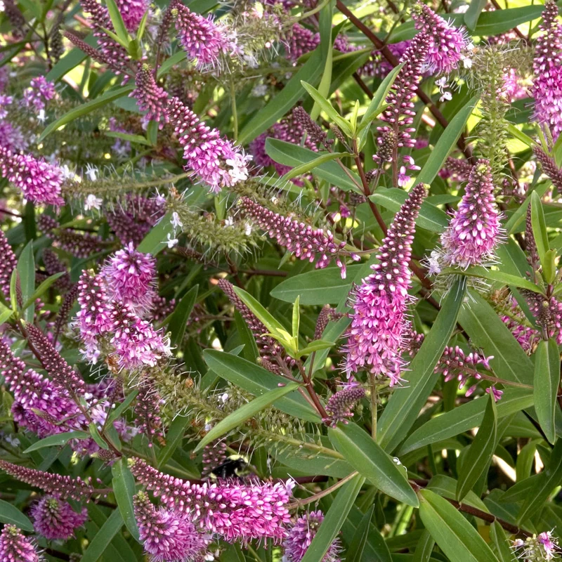 Strauchveronika 'Great Orme'