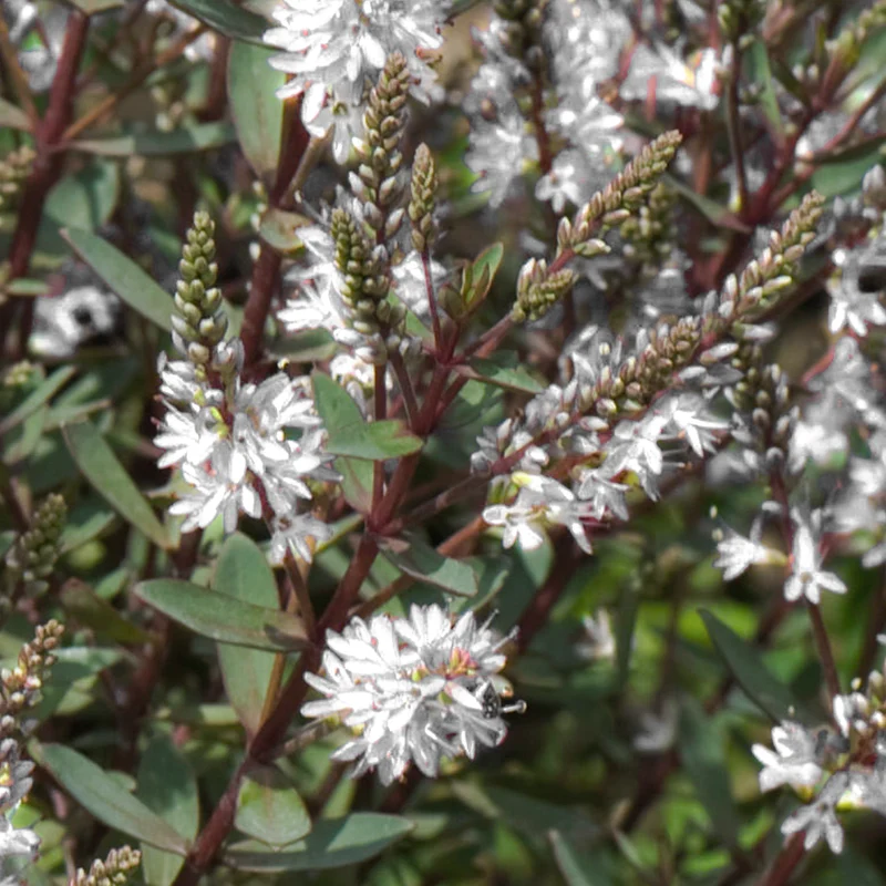 Strauchveronika 'Champagne'