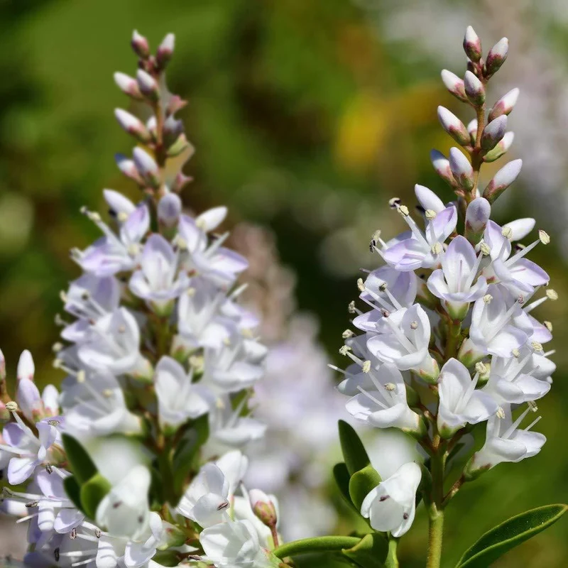 Strauchveronika 'Champagne'