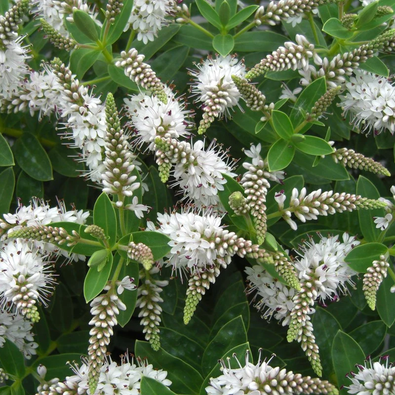 Strauchveronika 'Champagne'
