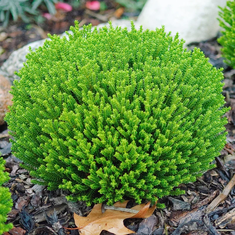 Strauchveronika 'Emerald Green'