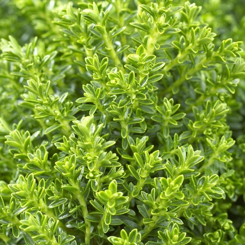 Strauchveronika 'Emerald Green'