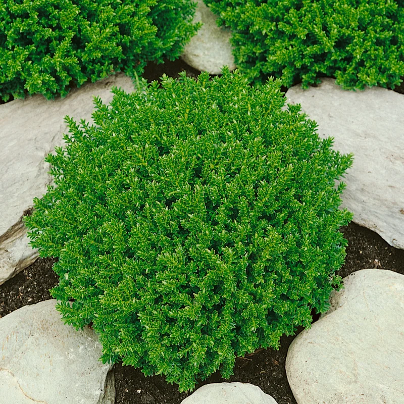 Strauchveronika 'Emerald Green'