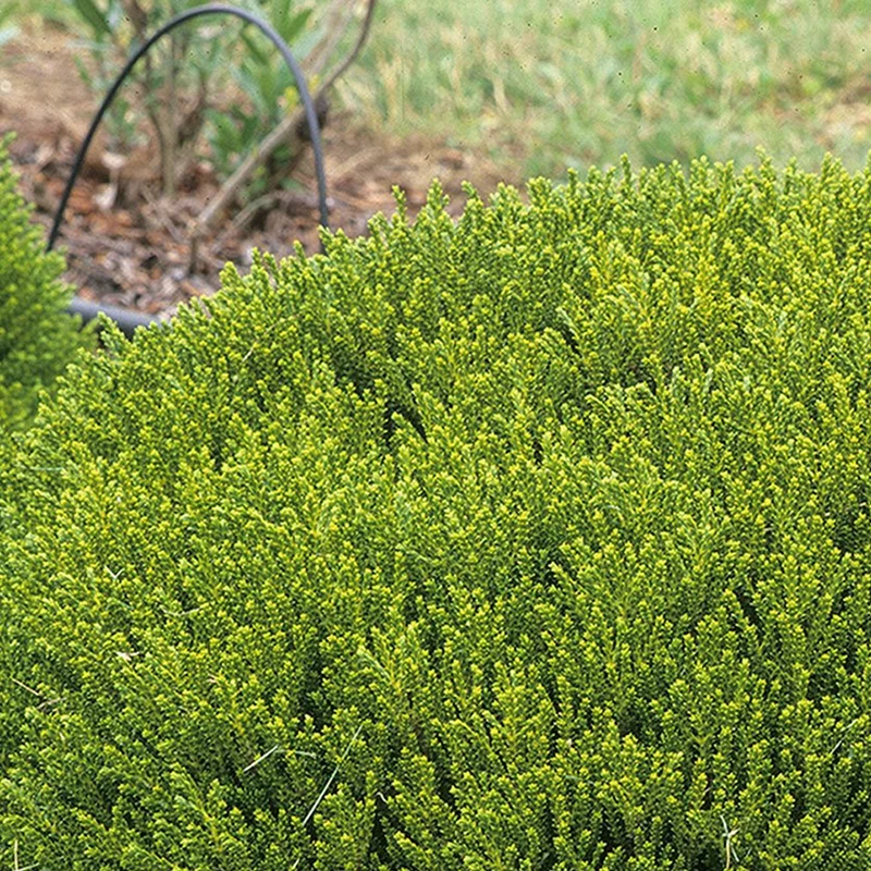 Strauchveronika 'Emerald Green'