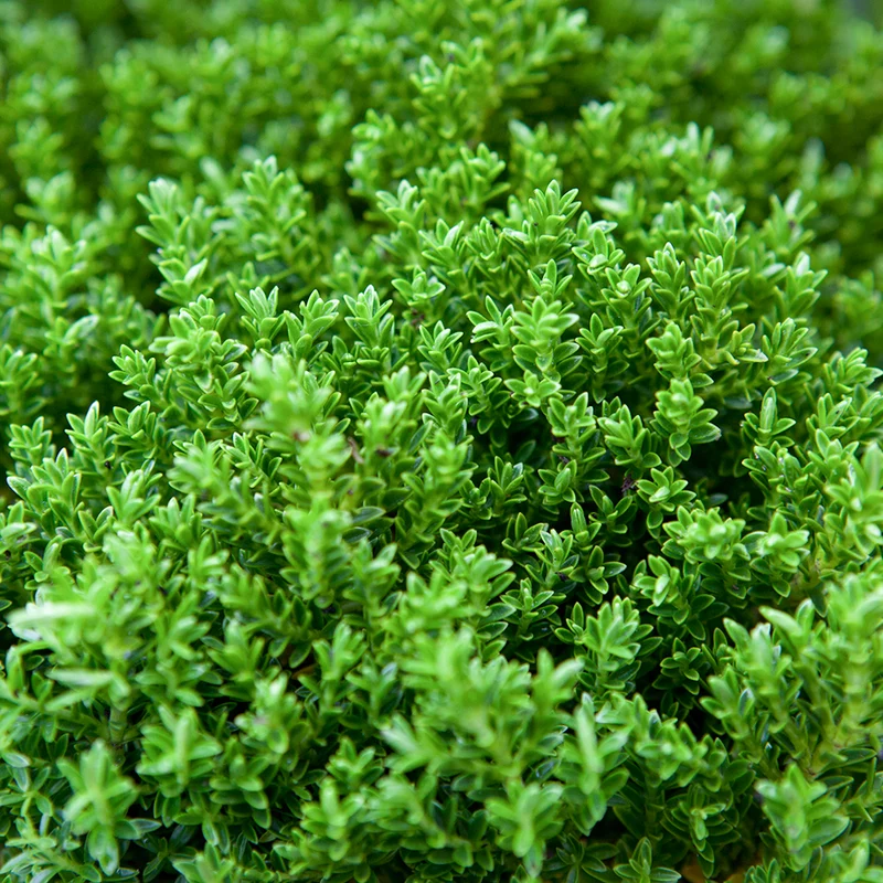 Strauchveronika 'Emerald Green'