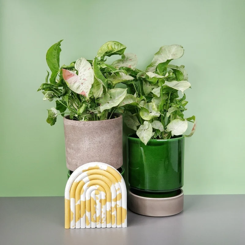 SYNGONIUM MILK CONFETTI