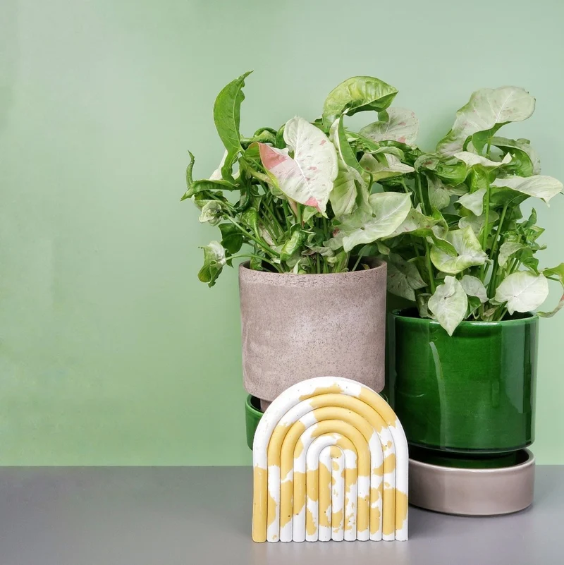 SYNGONIUM MILK CONFETTI