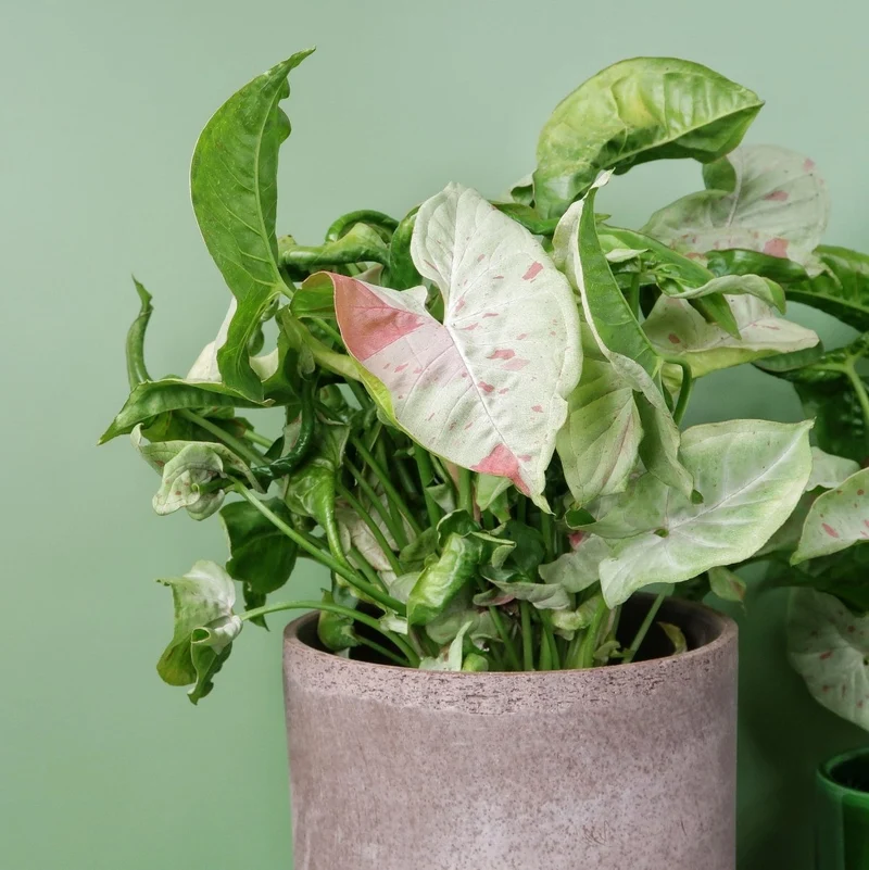 SYNGONIUM MILK CONFETTI