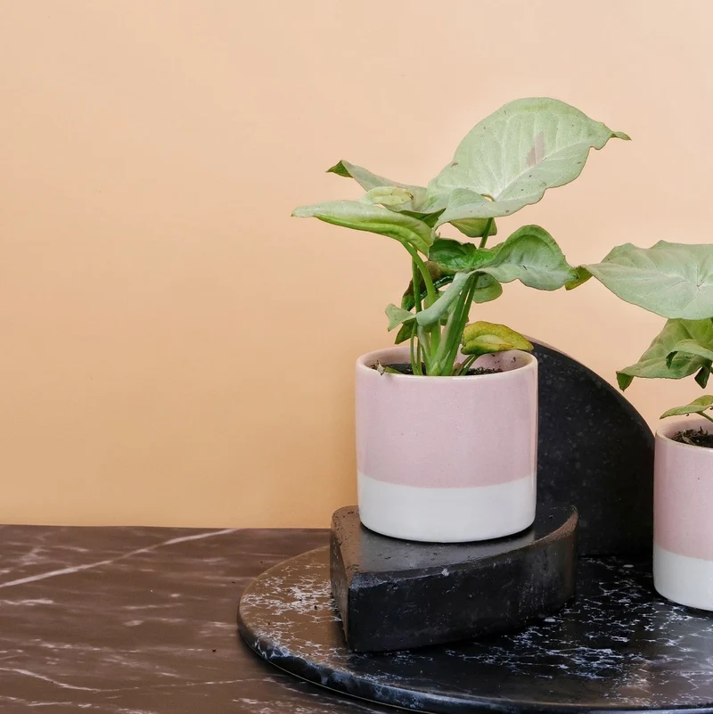 SYNGONIUM MILK CONFETTI