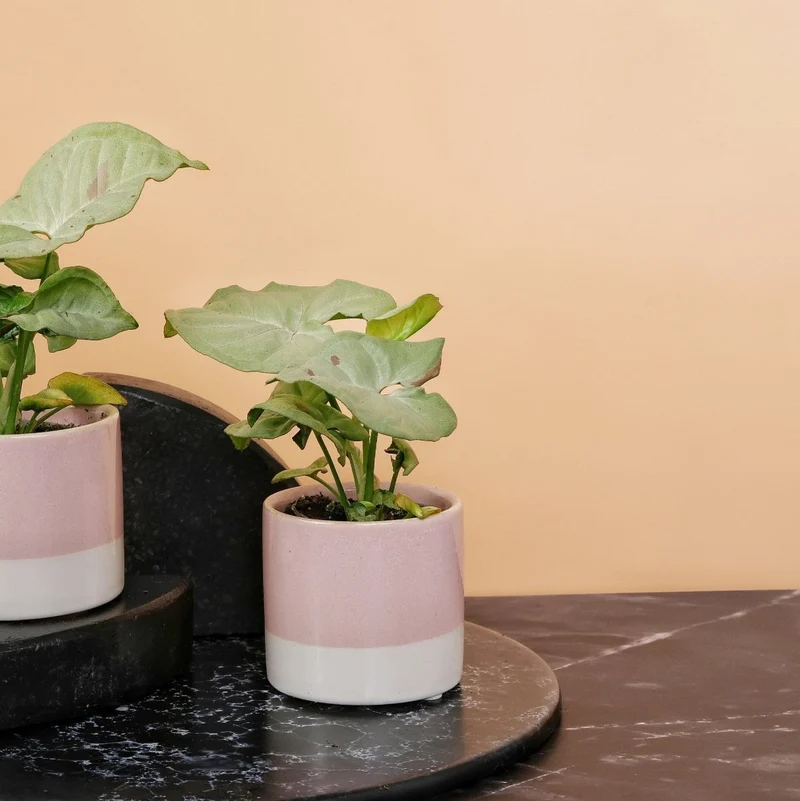 SYNGONIUM MILK CONFETTI