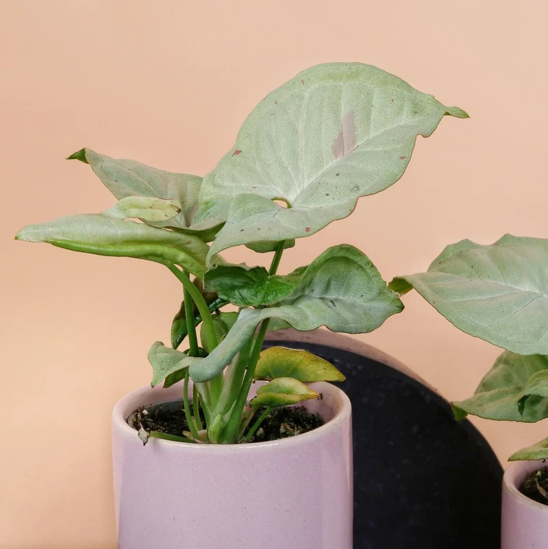 SYNGONIUM MILK CONFETTI