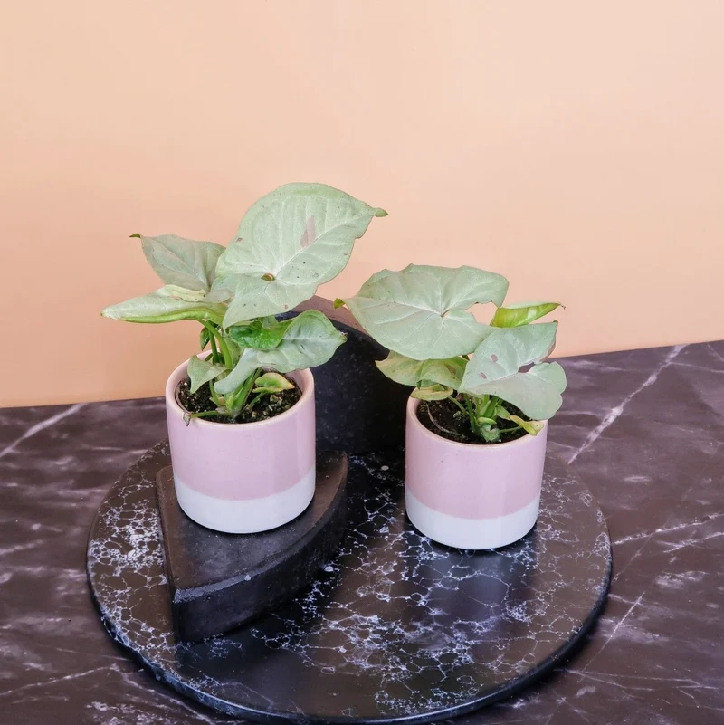 SYNGONIUM MILK CONFETTI