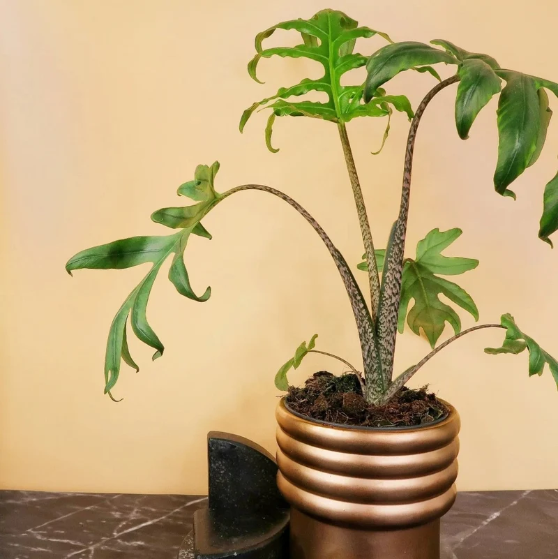 ALOCASIA BRANCIFOLIA PINK PASSION