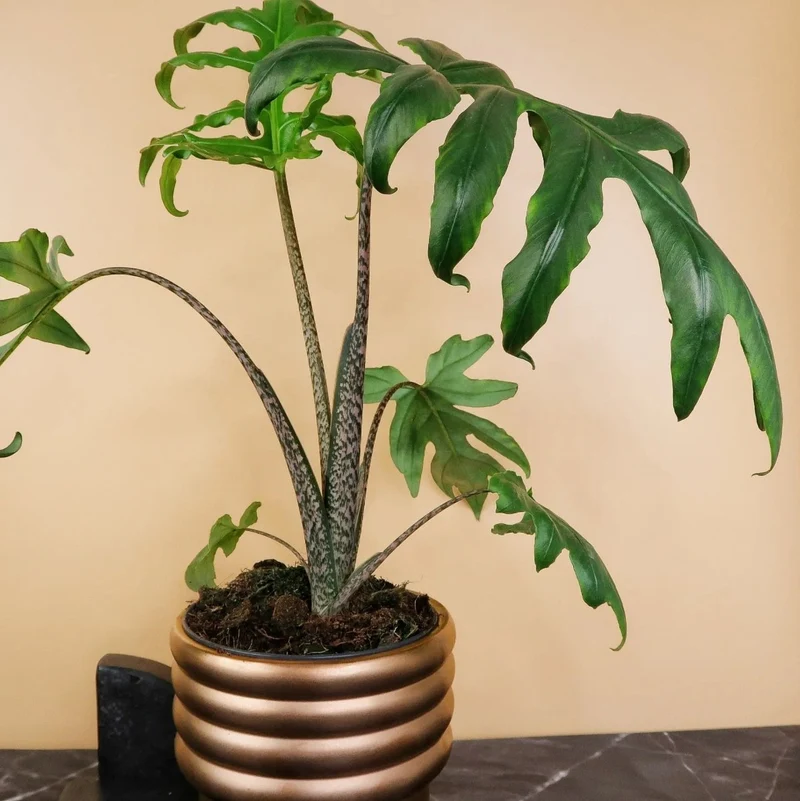 ALOCASIA BRANCIFOLIA PINK PASSION