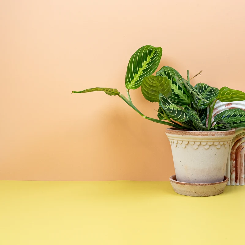 MARANTA LEMON LIME