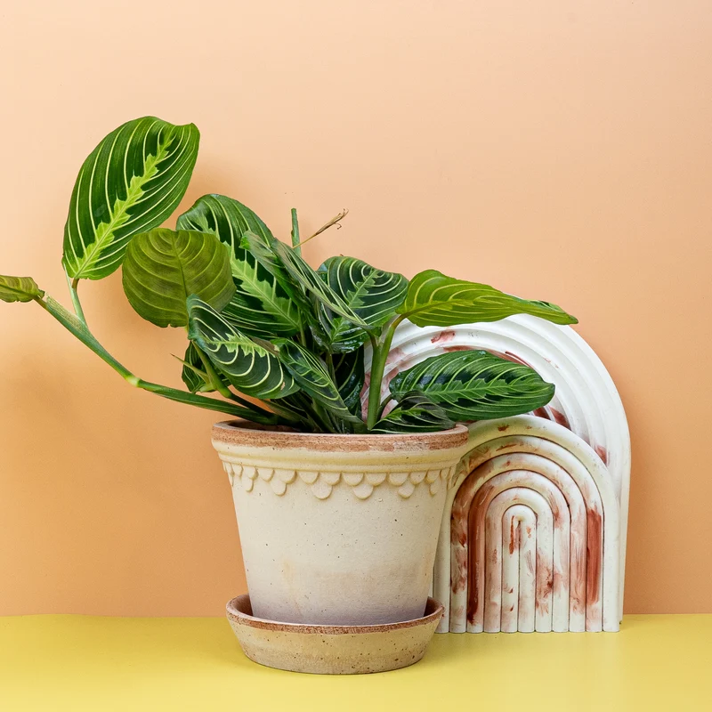 MARANTA LEMON LIME