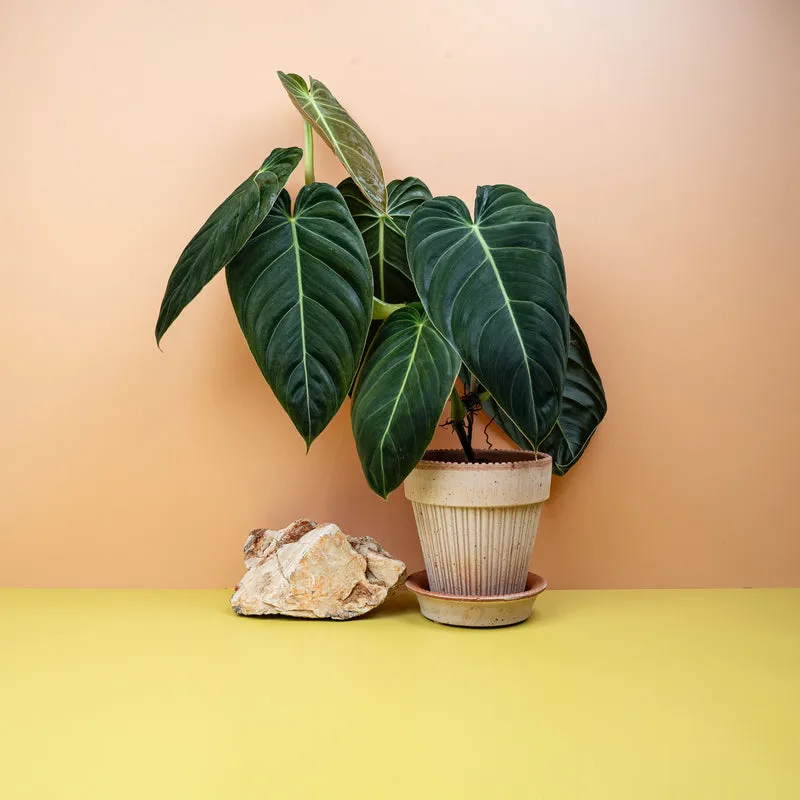 PHILODENDRON MELANOCHRYSUM