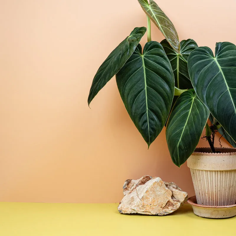 PHILODENDRON MELANOCHRYSUM