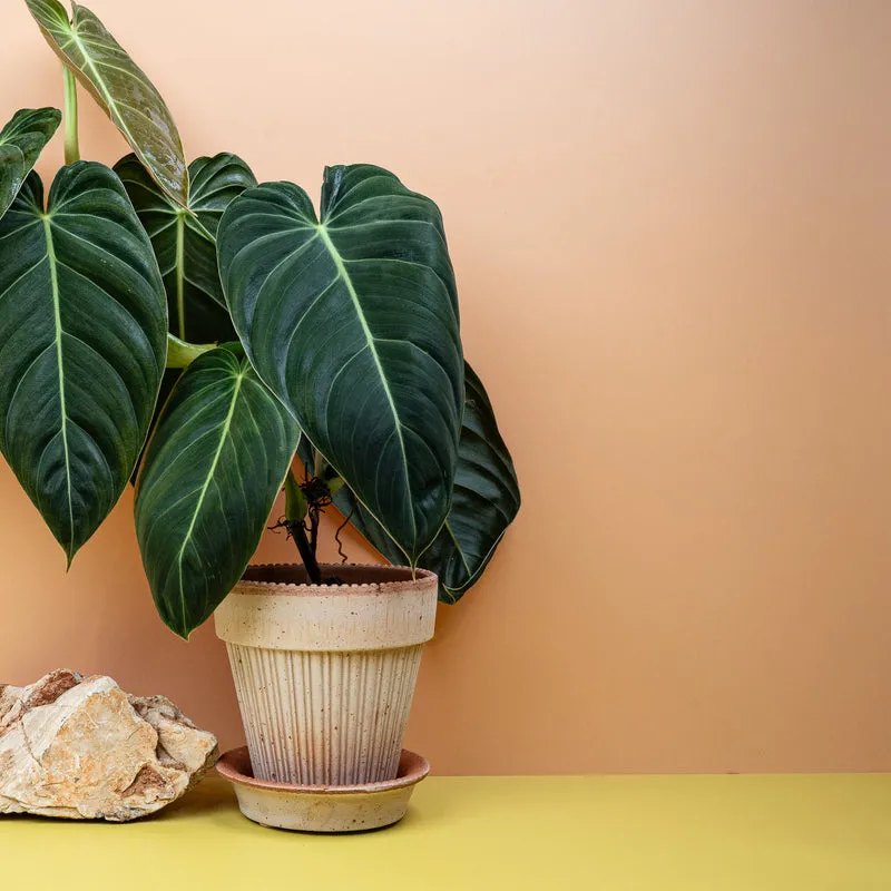 PHILODENDRON MELANOCHRYSUM