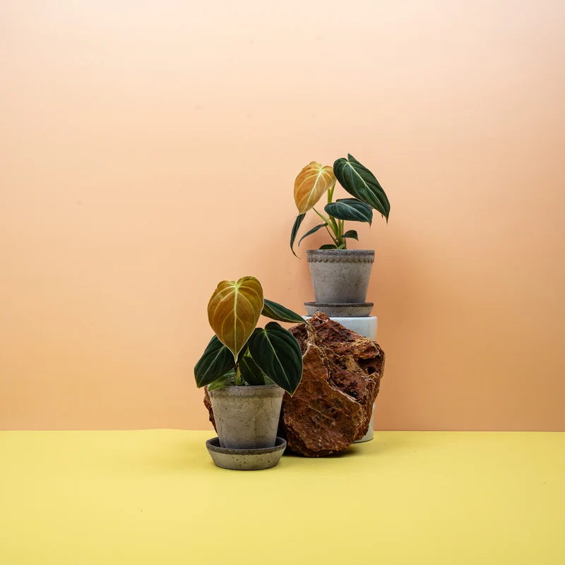 PHILODENDRON MELANOCHRYSUM
