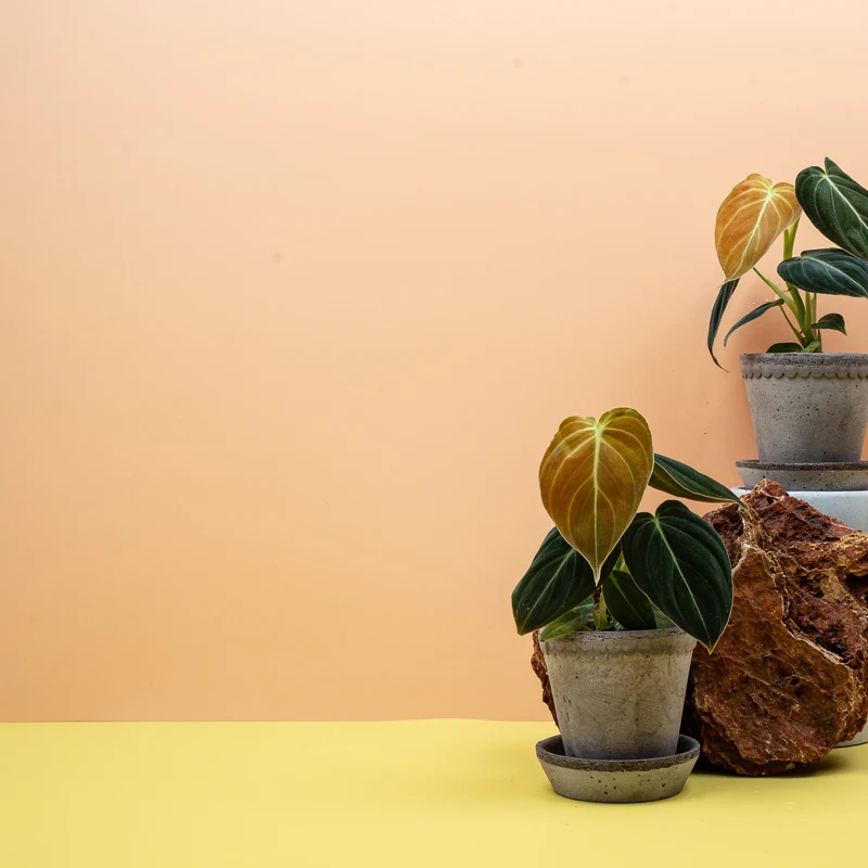 PHILODENDRON MELANOCHRYSUM