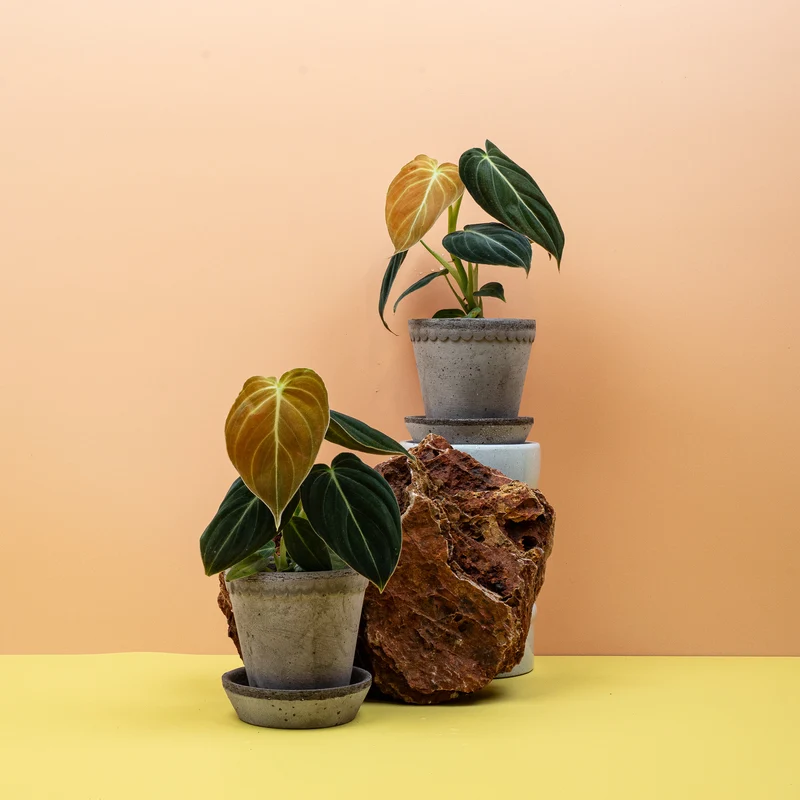 PHILODENDRON MELANOCHRYSUM