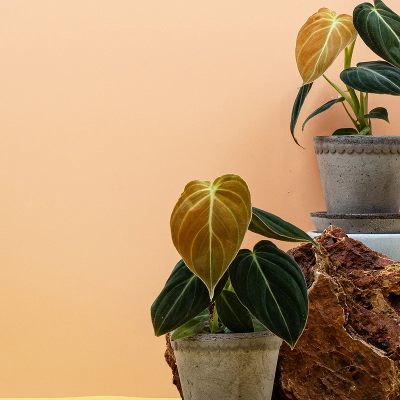 PHILODENDRON MELANOCHRYSUM