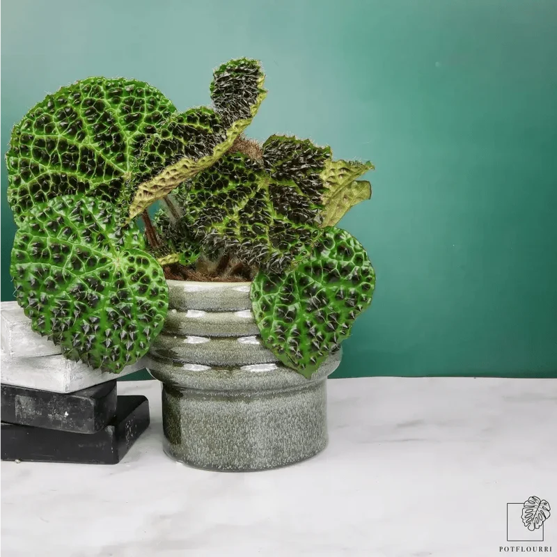 BEGONIA MELANOBULLATA