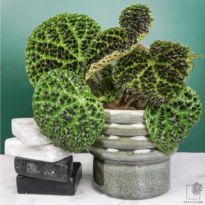 BEGONIA MELANOBULLATA