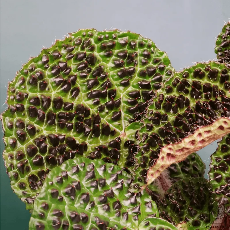 BEGONIA MELANOBULLATA