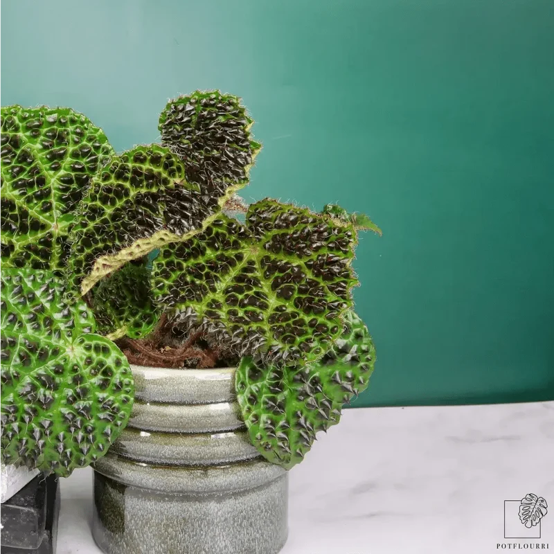 BEGONIA MELANOBULLATA