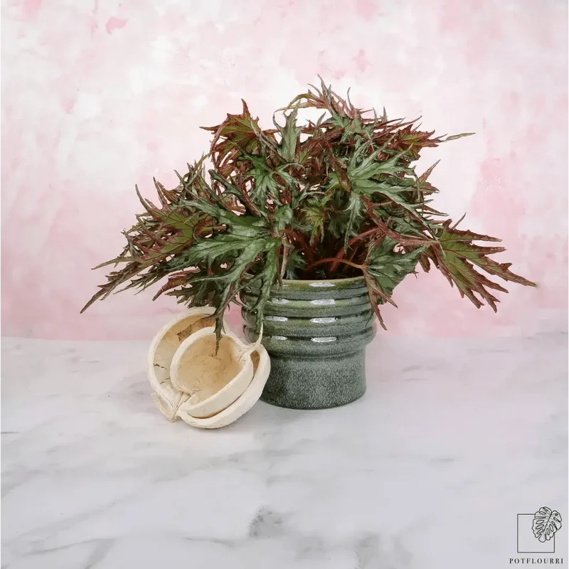 BEGONIA U614