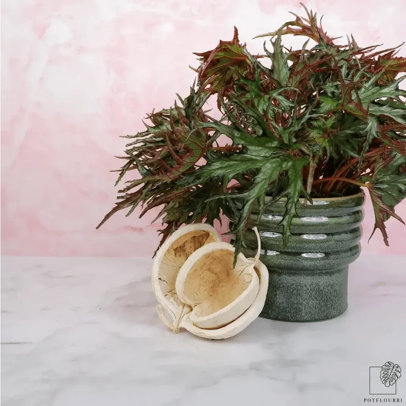 BEGONIA U614