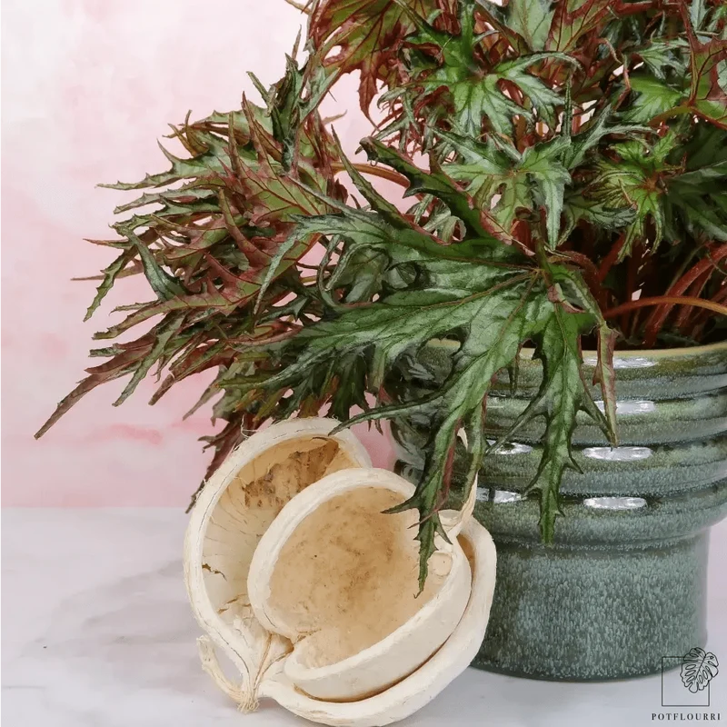 BEGONIA U614