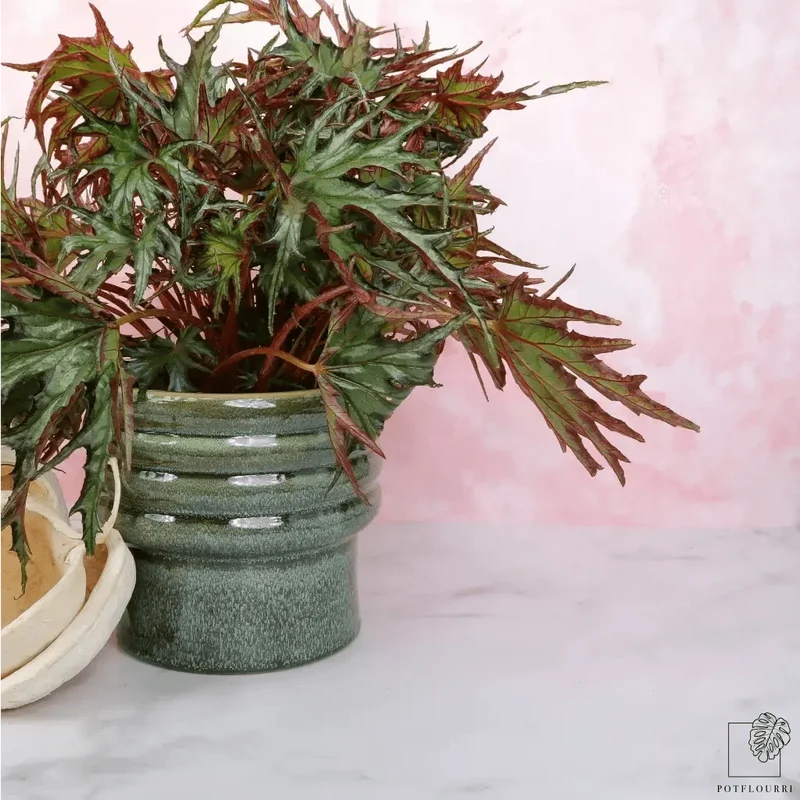 BEGONIA U614