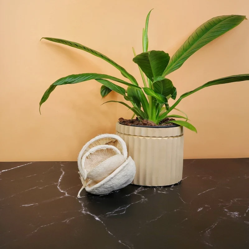 PHILODENDRON CAMPII LYNETTE