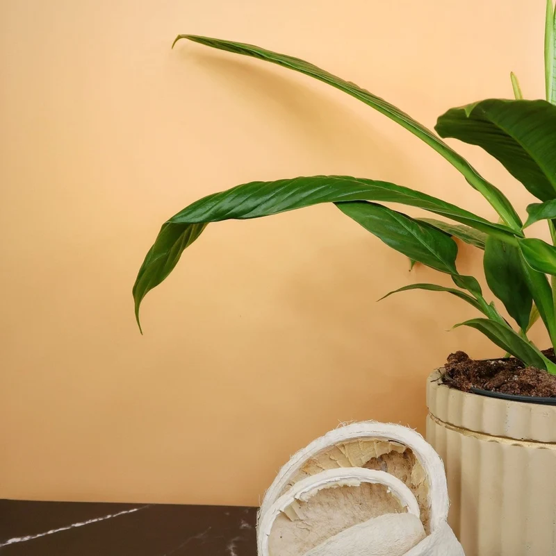 PHILODENDRON CAMPII LYNETTE