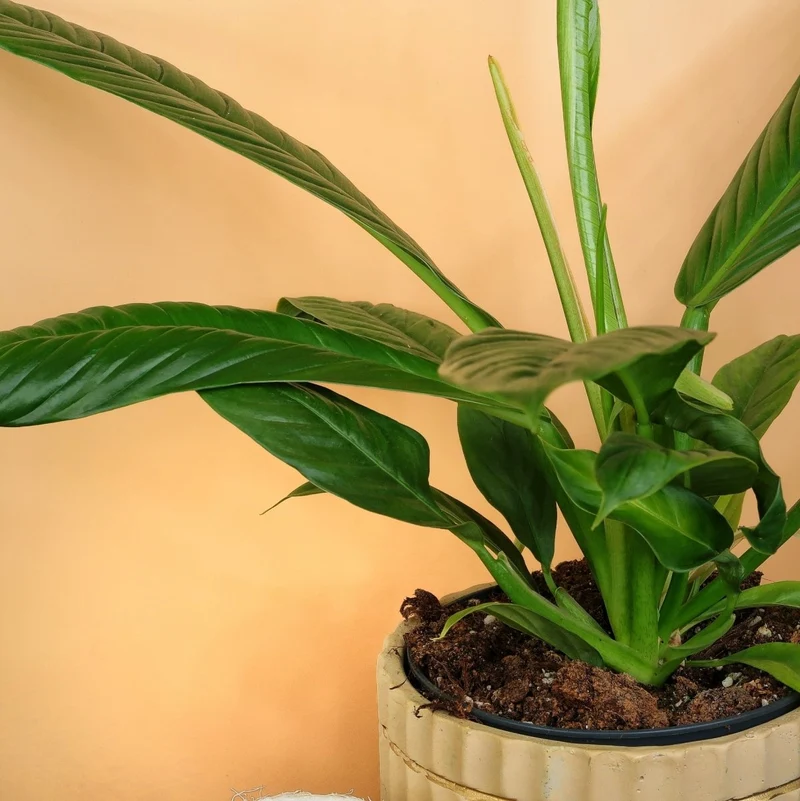 PHILODENDRON CAMPII LYNETTE