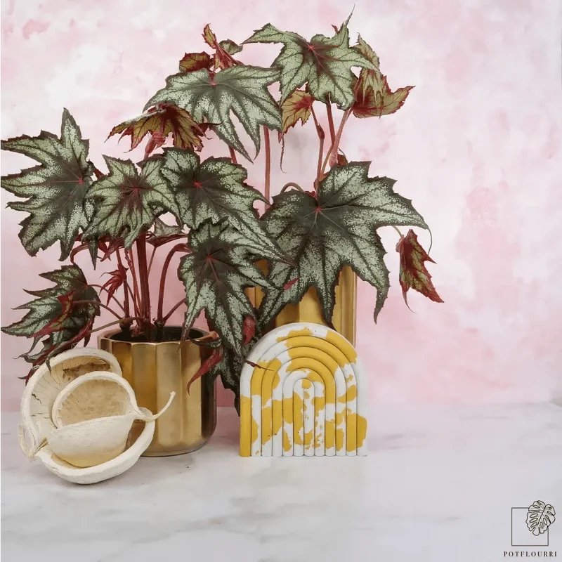 BEGONIA LITTLE BROTHER MONTGOMERY