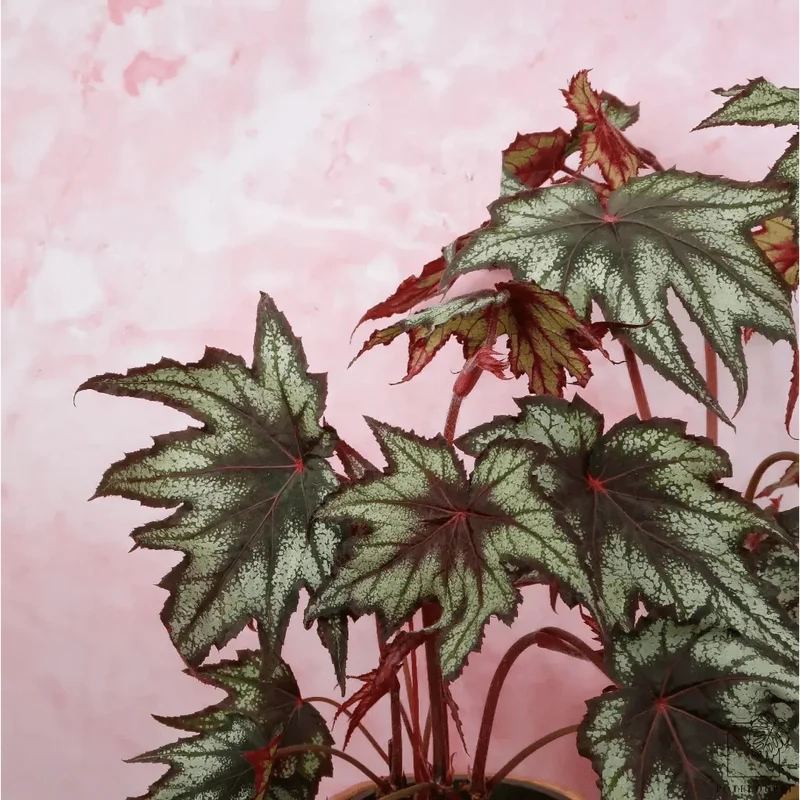 BEGONIA LITTLE BROTHER MONTGOMERY