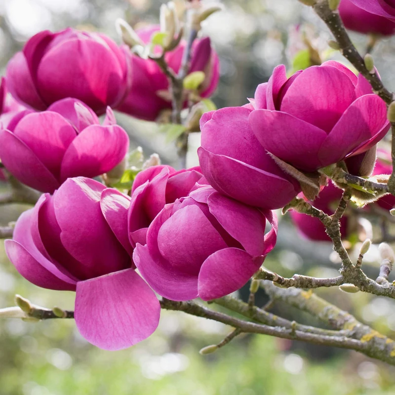 Magnolie 'Schwarze Tulpe'