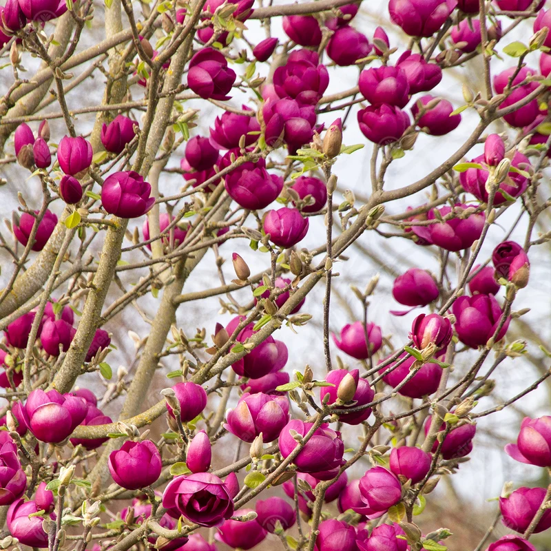 Magnolie 'Schwarze Tulpe'