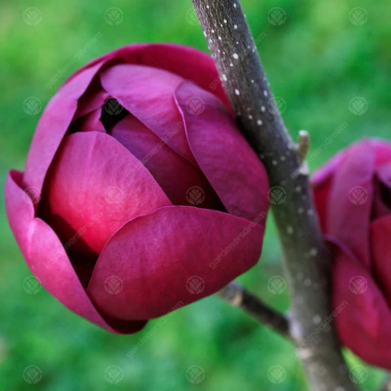 Magnolie 'Schwarze Tulpe'