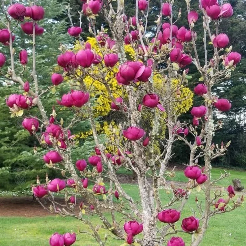 Magnolie 'Schwarze Tulpe'