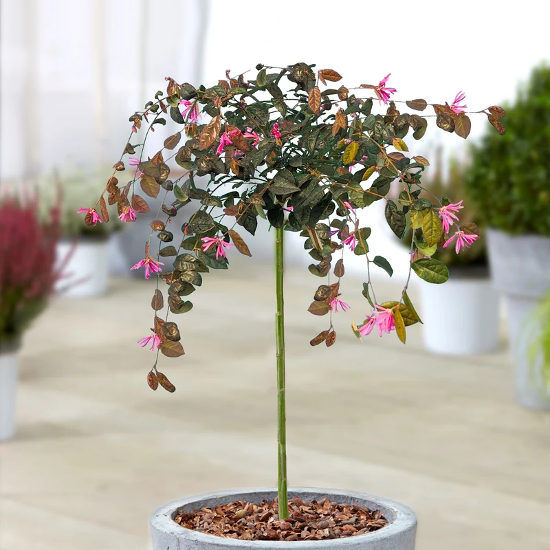 Loropetalum 'Feuertanz' Terrassenbaum