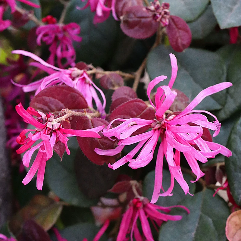Loropetalum 'Feuertanz' Terrassenbaum