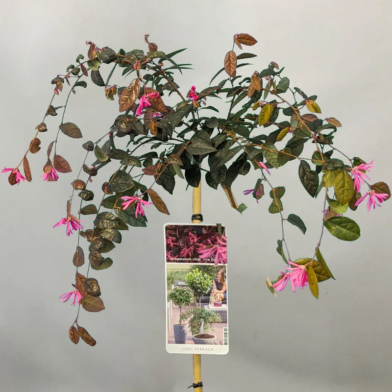 Loropetalum 'Feuertanz' Terrassenbaum