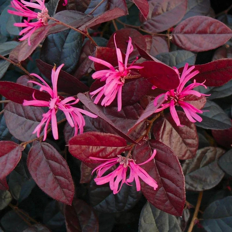 Loropetalum 'Feuertanz' Terrassenbaum