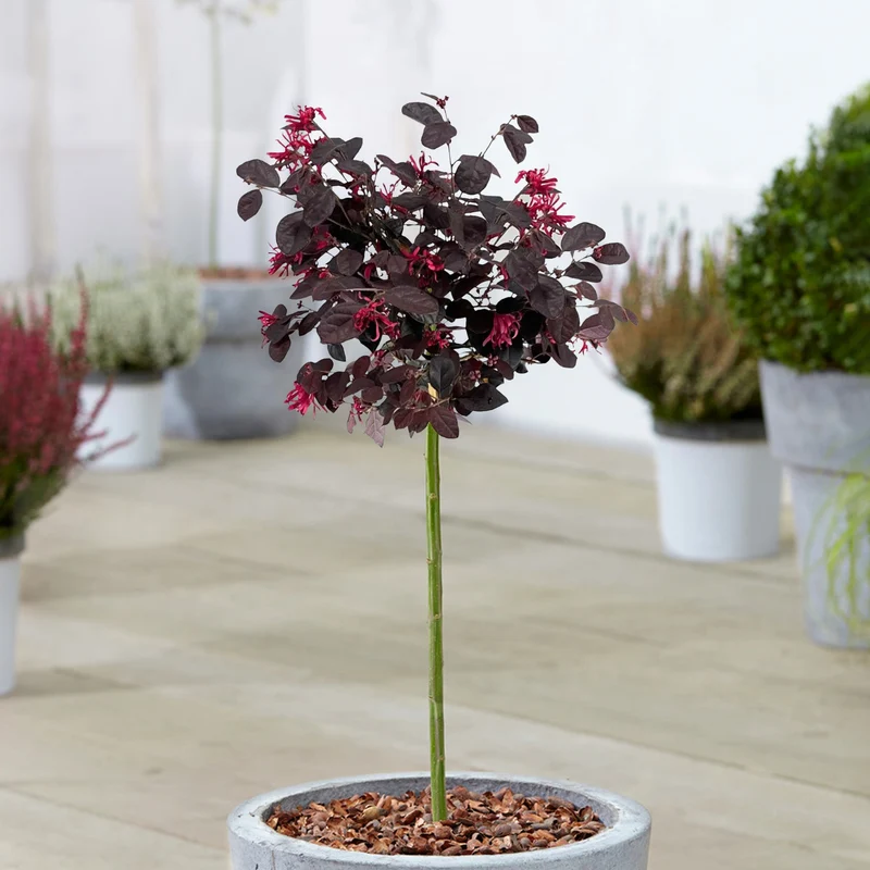 Loropetalum 'Black Pearl' Terrassenbaum