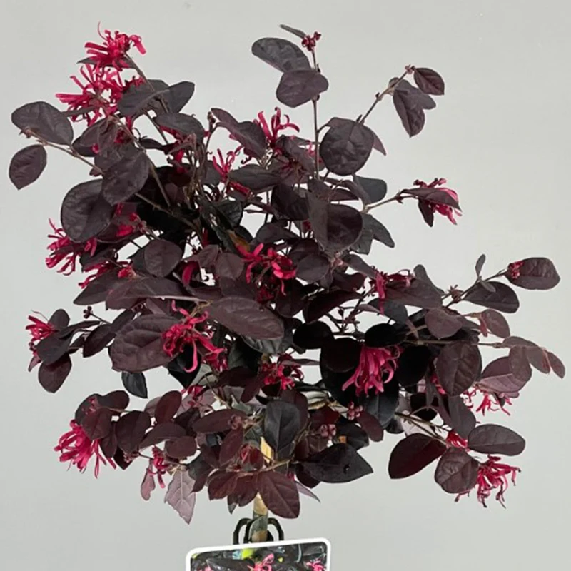 Loropetalum 'Black Pearl' Terrassenbaum